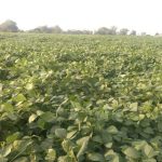 A vast, lush green field of cultivating crops under clear daylight.