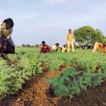 Farmers working in a chickpea (Bengal gram) plantation field.