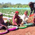 Women farmers harvesting fresh strawberries into colorful plastic basins.
