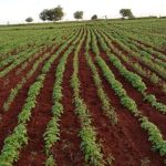 Neatly organized parallel rows of young crop saplings in a red soil field.
